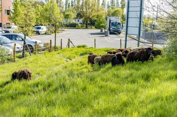 Réparation et vente de piquet en bois Aubigné-sur-Layon